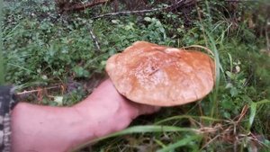 Грибник зашел в лес и был в шоке. Белые грибы полянами.