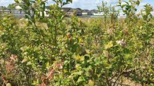 Голубика сорт Блюкроп четыре степени обрезки.