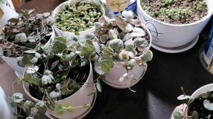 Ампельные СУККУЛЕНТЫ для интерьера. Моя коллекция Цер