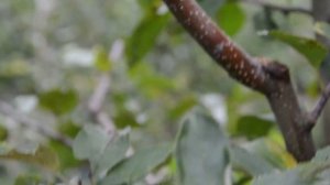 Зимняя яблоня Катерина