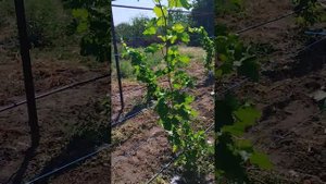 Нужен ли полив винограду для вызревания лозы