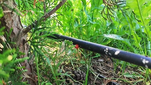 Капельный полив своими руками: экономь воду и время! П? смотреть онлайн