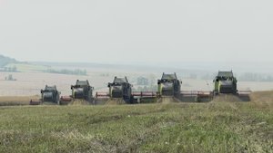 Зәй кырларында рапс уңышын җыялар