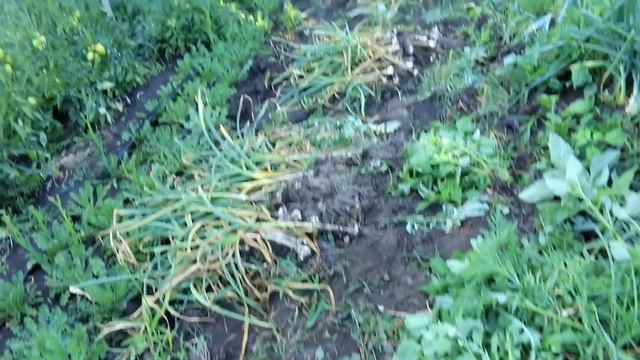 Зимний чеснок уже созрел? Когда  убирать озимый чеснок смотреть онлайн