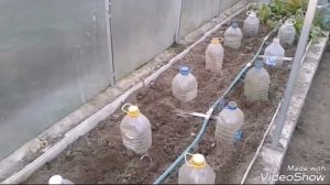 Ноябрь/Что можно посадить в теплице