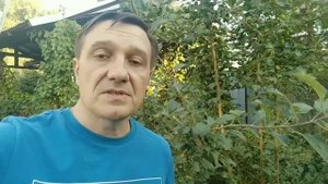 БАКТЕРИАЛЬНЫЙ ОЖОГ У ЯБЛОНЬ. РЕЗУЛЬТАТЫ ЛЕЧЕНИЯ. РЕКО?