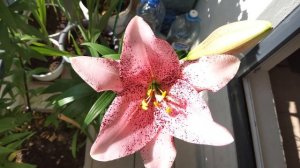 Lily Sweet Sugar (Лилия Свит Шугар)    04.06.2025