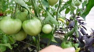 Томат ТАЙГА. Обзор сортов ТОМАТОВ!