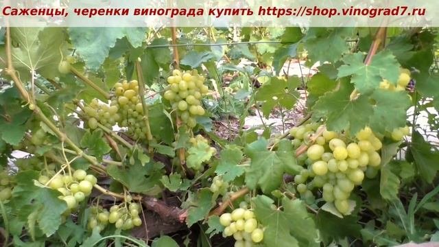24 июля и созревает очень ранний виноград - Первозванны