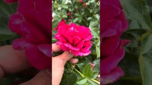 Роза Мадригал