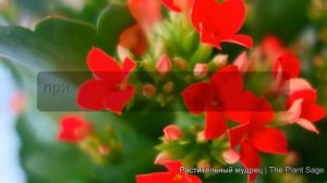 ЕСЛИ КАЛАНХОЭ НЕ ЦВЕТЕТ, СДЕЛАЙТЕ ЭТО!  Как добиться цв