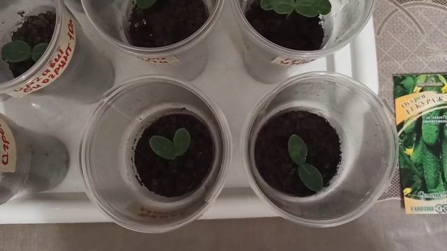 Тестируем грунт для рассады. Продолжение. Подстава с с смотреть онлайн