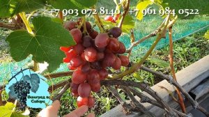 #Виноград #Парижанка