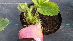 Что я делаю с клубникой в августе #выращиваниеклубник?