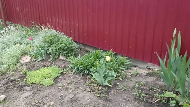 Что растет за калиткой в мае смотреть онлайн