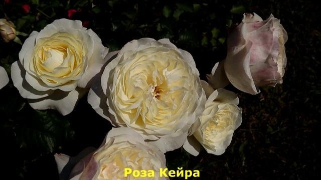 ТОП 7. Розы Д.Остина белого, кремового, сливочного, паст