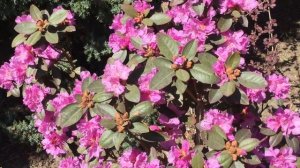 Самые ранние зимостойкие рододендроны в саду ПЖМ Элит