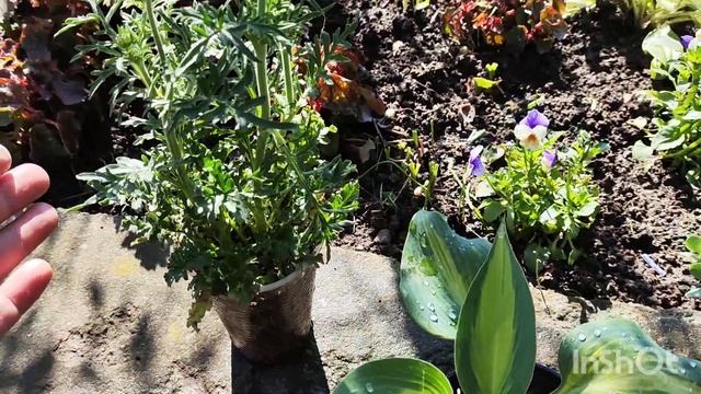 Клумбы у мамочки,пионы розы. Новые растения в мой сад. ? смотреть онлайн