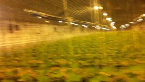 Освещение в зимней теплице. отличные лампы  дназ 400 #те?