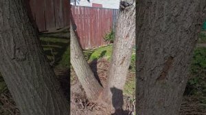 Хмель на участке, сажать или не сажать?!