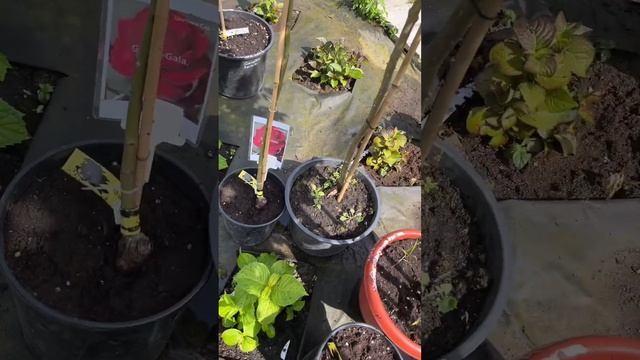 Розы на Штамбе отправляем по всей России! смотреть онлайн