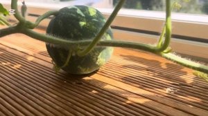 Мой небольшой огород на балконе