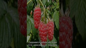 Малина Журавлик