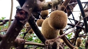 Видели как созревает киви? Тогда вам стоит взглянуть н