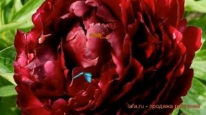 Пион травянистый Фолкон (paeonia folkon) 🌿 пион Фолкон обзор