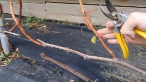 Обрезка  винограда  на примере 4-х кустов