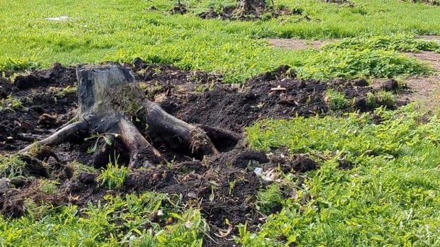 Подготовка для удаления пней. смотреть онлайн