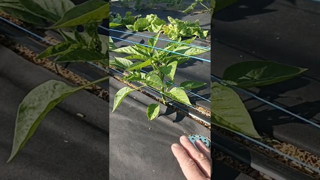 Пасынкование и подвязка сладкого перца + удаление мах? смотреть онлайн