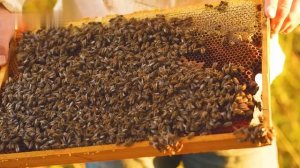 Пчеловодство — как фермеры США производят миллионы т?