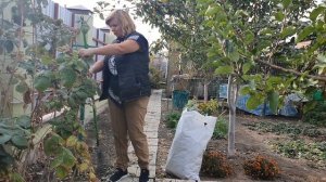 Как обрезать малину что-бы на следующий год ее было мн?