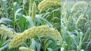 Чумиза в Украине. Семена чумизы.