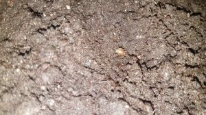 Выращивание марихуаны часть 1