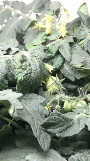 Выращиваю салат, перцы и помидоры на стеллаже у себя д? смотреть онлайн