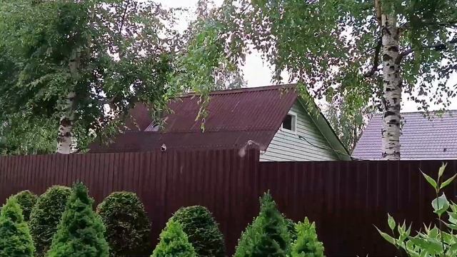 Дрозды-рябинники облюбовали каменистый сад. смотреть онлайн