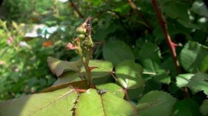 Божья коровка