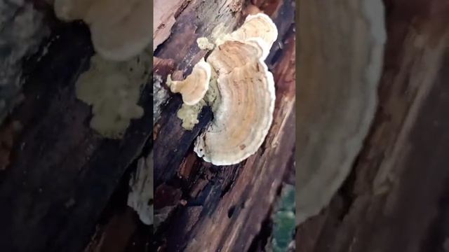 ✨Что за 🍄🍄🍄грибы? 💫#videolenalaiy#видеолегалайт#прогул? смотреть онлайн