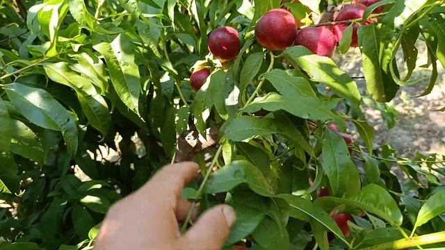 Нектарин Обильный смотреть онлайн