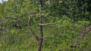 Ниваки из яблони. Обрезка в японском стиле.  "Садовый б?