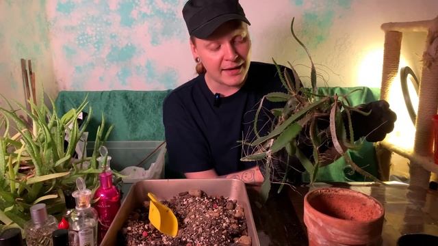 Неприхотливый кактус Гелоцереус или Кактус Питахайя.? смотреть онлайн