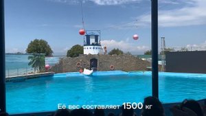 Дельфинарий в Ейске