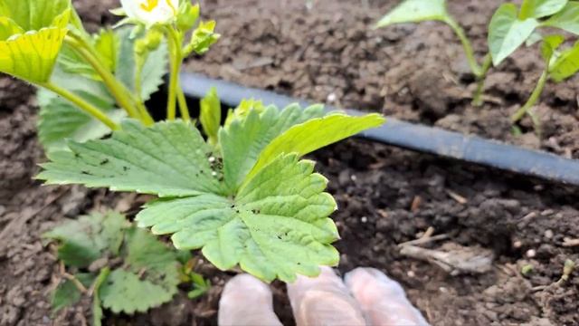 Клубнику удобряем, обрабатываем и удаляем усы. смотреть онлайн