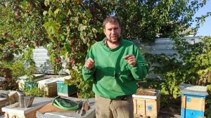 После обработки бипином сыпятся пчелы, что делать? Ами