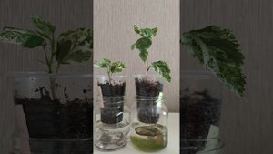 Как пересадить укорененные черенки на фитильный поли?