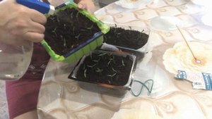 Дружные всходы перцев Чем подкормить Что бы улучшить ?