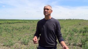 Какие покровные культуры сеять и как их встроить в сев