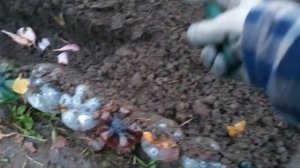 14.10.2023 Иссык-Кульский гигант!🧄Чеснок гигант,зубок с п?